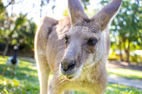 Virtual Interactive Australian Wildlife Tour With Private Guide-Wildlife Habitat - Sydneys Hotel 2