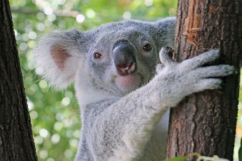 Virtual Interactive Australian Wildlife Tour With Private Guide-Wildlife Habitat - Sydneys Hotel 3