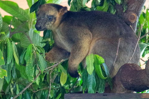 Virtual Interactive Australian Wildlife Tour With Private Guide-Wildlife Habitat - Sydneys Hotel 4