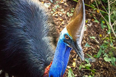 Virtual Interactive Australian Wildlife Tour With Private Guide-Wildlife Habitat - Sydneys Hotel 5