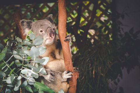 Small-Group Blue Mountains Day Trip From Sydney With Wildlife Park - Sydneys Hotel 2