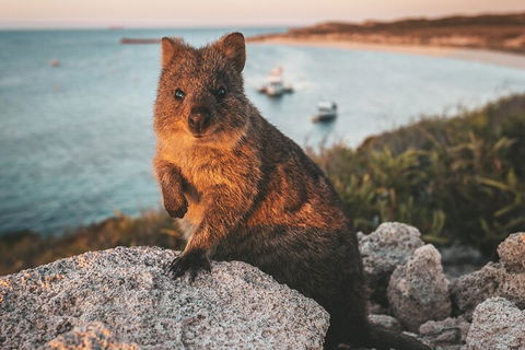 Rottnest Island Roundtrip Fast Ferry From Hillarys Boat Harbour - Sydneys Hotel 5