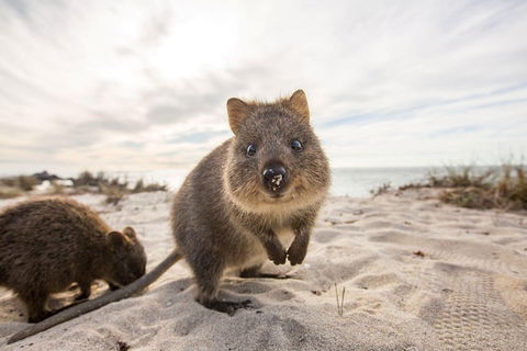 Rottnest Bayseeker Bus Tour From Hillarys Boat Harbour - Sydneys Hotel 1