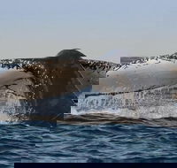 Sydney Whale-Watching Cruise Including Lunch or Breakfast - Sydneys Hotel