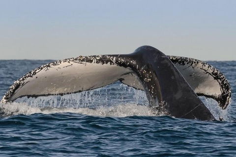 Sydney Whale-Watching Cruise Including Lunch Or Breakfast - Sydneys Hotel 0