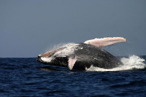 Sydney Whale-Watching Cruise Including Lunch Or Breakfast - Sydneys Hotel 1