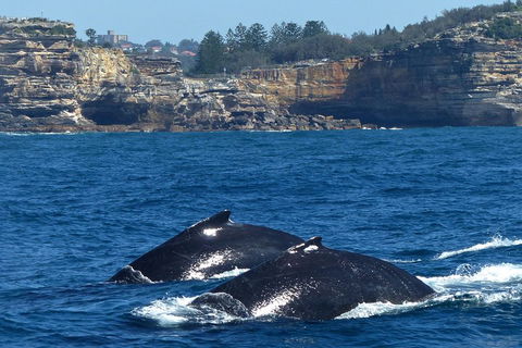 Sydney Whale-Watching Cruise Including Lunch Or Breakfast - Sydneys Hotel 2