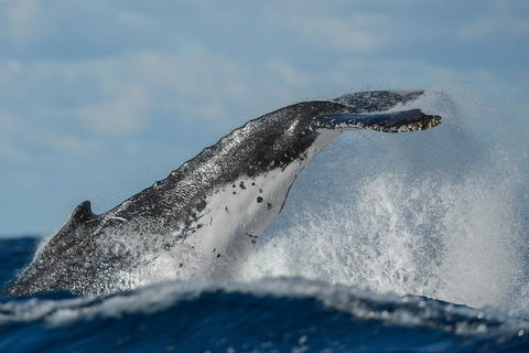 Sydney Whale-Watching Cruise Including Lunch Or Breakfast - Sydneys Hotel 4