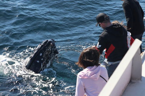 Sydney Whale-Watching Cruise Including Lunch Or Breakfast - Sydneys Hotel 5