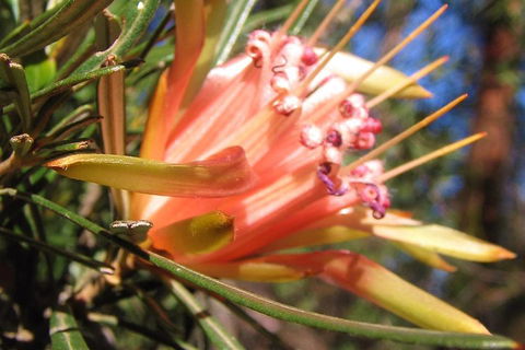 Small-Group Blue Mountains Tour With Bush Walks And Featherdale Wildlife Park - Sydneys Hotel 4