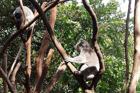 Small-Group Blue Mountains Tour With Bush Walks And Featherdale Wildlife Park - Sydneys Hotel 5