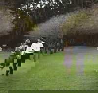 Hunter Valley Wine Tour from Sydney with Lunch and 3 Cellar Door Tastings - Sydneys Hotel