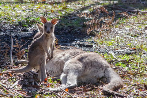 Adelaide To Melbourne 3-Day Trip Through Grampians And Great Ocean Road - Sydneys Hotel 5