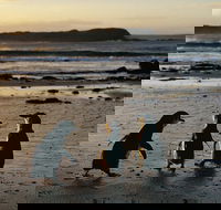 Phillip Island Penguin Parade Day Trip with Koala Conservation Reserve Visit - Sydneys Hotel