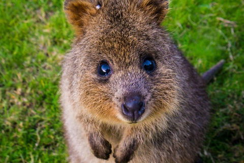 Blue Mountains Sunset Tour | Kangaroos & Koala Encounter (Private Tour) - Sydneys Hotel 1