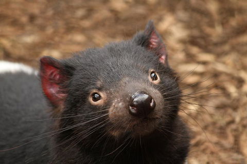 Day Tour In Mt. Field, Mt. Wellington, Bonorong Wildlife Sanctuary And Richmond - Sydneys Hotel 4