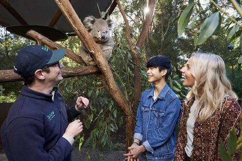 VIP Sanctuary Tour At Healesville Sanctuary Ticket - Sydneys Hotel 1