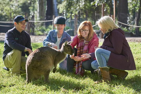 VIP Sanctuary Tour At Healesville Sanctuary Ticket - Sydneys Hotel 2