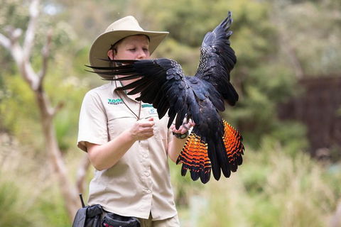VIP Sanctuary Tour At Healesville Sanctuary Ticket - Sydneys Hotel 5