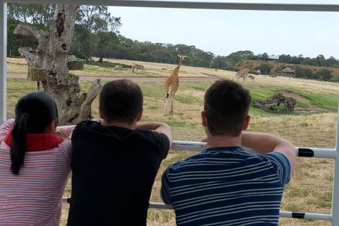 Off-Road Safari At Werribee Open Range Zoo - Sydneys Hotel 4