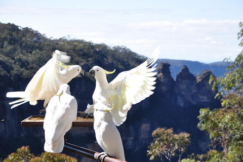 Private Blue Mountains Tour - Sydneys Hotel 1