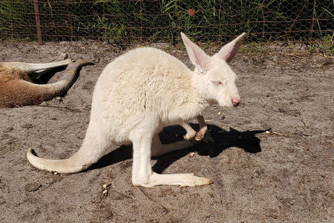 Very Best Of Perth Tour - Wildlife Park & City Highlights Tour - Sydneys Hotel 3