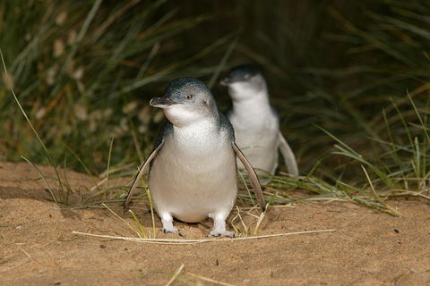 Phillip Island Penguin And Koala Highlights Day-Trip From Melbourne - Sydneys Hotel 3