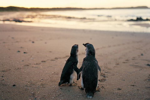 Phillip Island Penguin And Koala Highlights Day-Trip From Melbourne - Sydneys Hotel 4