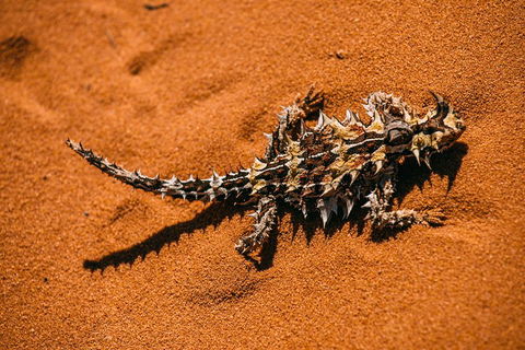 4-Day Coastal Loop Via Monkey Mia Wild Dolphins Kalbarri Pinnacles Perth Return - Sydneys Hotel 5