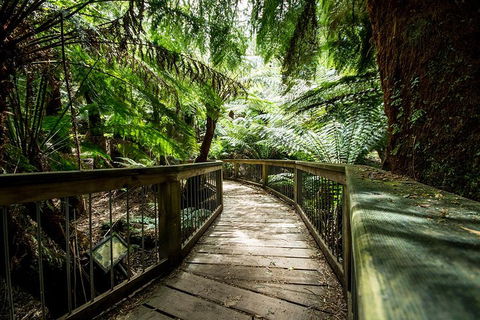 Melbourne To Adelaide South East Coast 3 Day Overland Tour - Sydneys Hotel 1