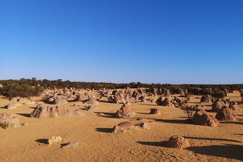 Pinnacles Day Trip From Perth Including Yanchep National Park - Sydneys Hotel 3