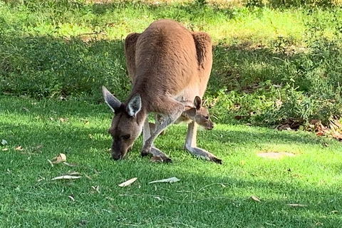 Pinnacles Day Trip From Perth Including Yanchep National Park - Sydneys Hotel 4
