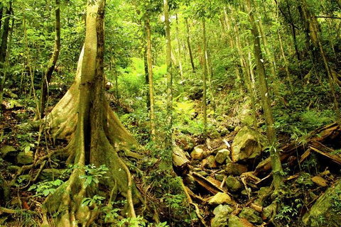 Barron Gorge And Kuranda National Park Half Day Rainforest And Waterfall 4WD Tour From Cairns - Sydneys Hotel 4