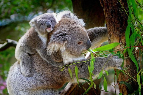 1 Day Exclusively Private Tour Of Phillip Island & The Penguin Parade - Sydneys Hotel 2