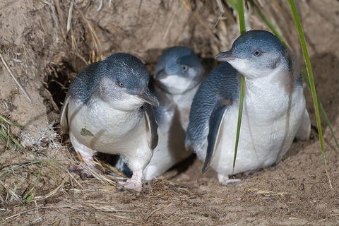 1 Day Exclusively Private Tour Of Phillip Island & The Penguin Parade - Sydneys Hotel 5