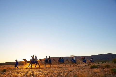 Alice Springs Camel Tour - Sydneys Hotel 1