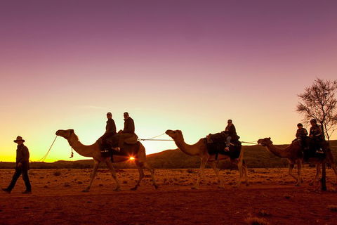 Alice Springs Camel Tour - Sydneys Hotel 4