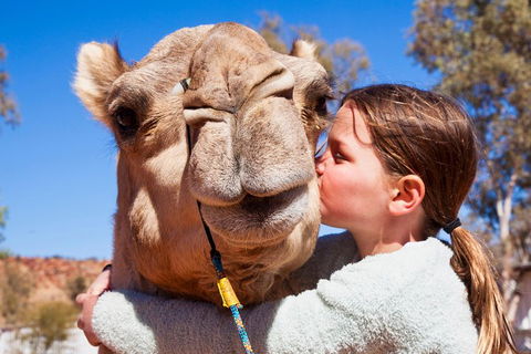 Alice Springs Camel Tour - Sydneys Hotel 5