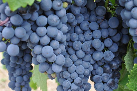 Adelaide Hills Day Tour. Winery Cellar Doors - Sydneys Hotel 3