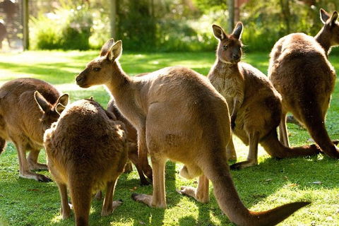 Melbourne City Card (3 Days): Visit Unlimited Attractions! - Sydneys Hotel 4