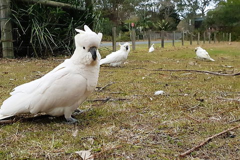 Kiama South Coast Tour With Coastline, Farmlands, Aboriginal Engravings & Lunch - Sydneys Hotel 0