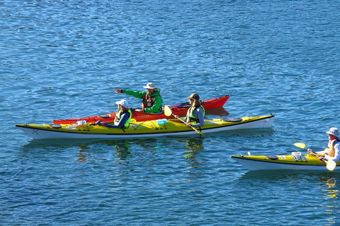 Half-Day Sydney Middle Harbour Guided Kayaking Eco Tour - Sydneys Hotel 0