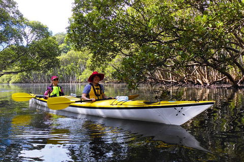 Half-Day Sydney Middle Harbour Guided Kayaking Eco Tour - Sydneys Hotel 3