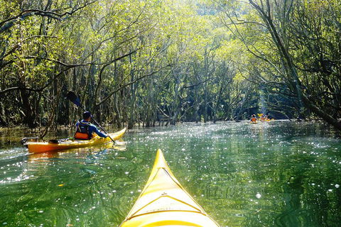 Middle Harbour Mangrove Explorer - Sydneys Hotel 0