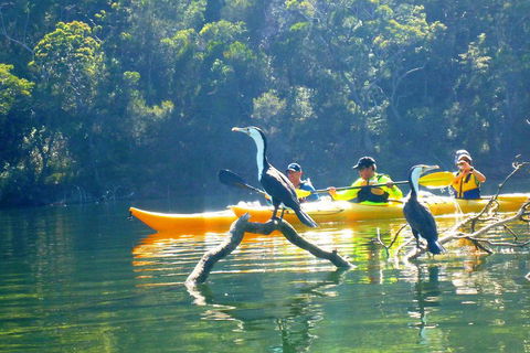 Middle Harbour Mangrove Explorer - Sydneys Hotel 2