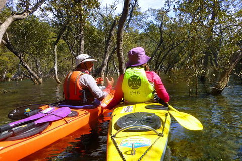 Middle Harbour Mangrove Explorer - Sydneys Hotel 3