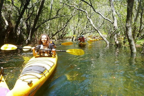 Middle Harbour Mangrove Explorer - Sydneys Hotel 4