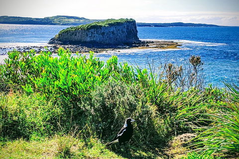 Erupting Blowholes And Ancient Rainforests With 'Personalised Sydney Tours' - Sydneys Hotel 3