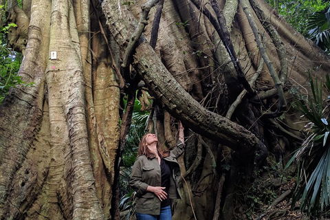 Erupting Blowholes And Ancient Rainforests With 'Personalised Sydney Tours' - Sydneys Hotel 4