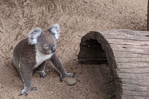 Australian Wildlife & Waterfalls Private Tour With 'Personalised Sydney Tours' - Sydneys Hotel 0